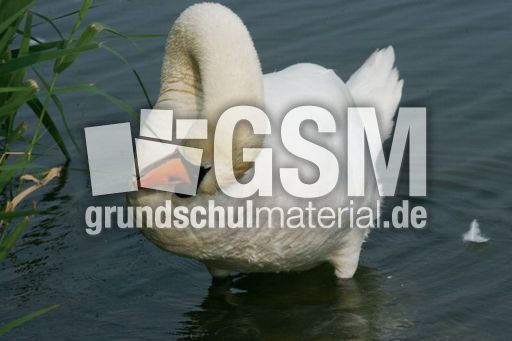Höckerschwan 055.jpg